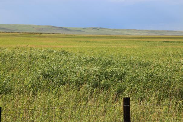 Multifunctionality of Grassland and its Restoration and Utilization